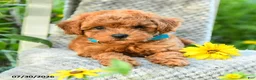 Maltipoo dogs for sale: Dandelion - Ad 4
