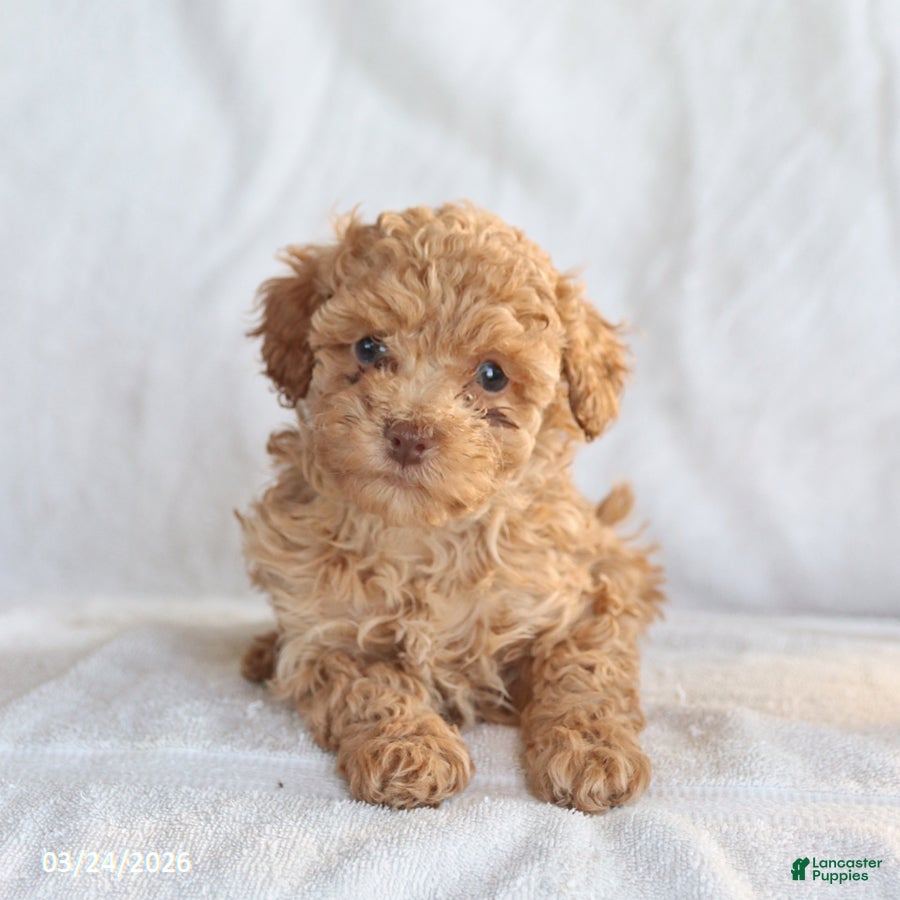 Toy Poodle dogs Arlo - Ad 1