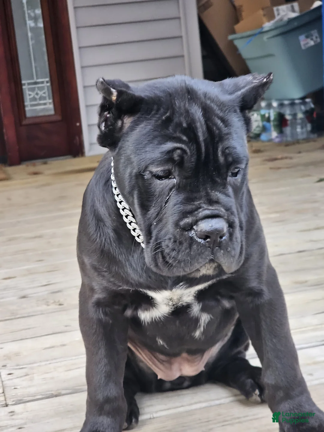 Cane Corso dogs for sale: QUEENIE - Ad 12