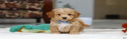 Bichpoo dogs for sale: Nemo - Ad 4