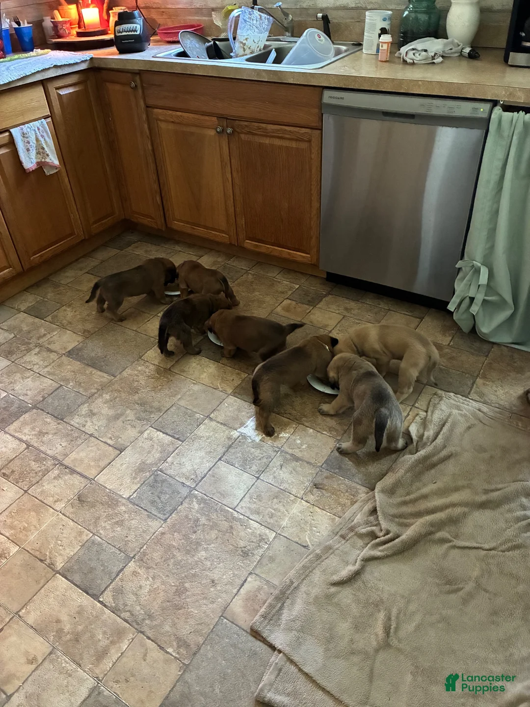 English Mastiff dogs for sale: English Mastiff 6 - Ad 12