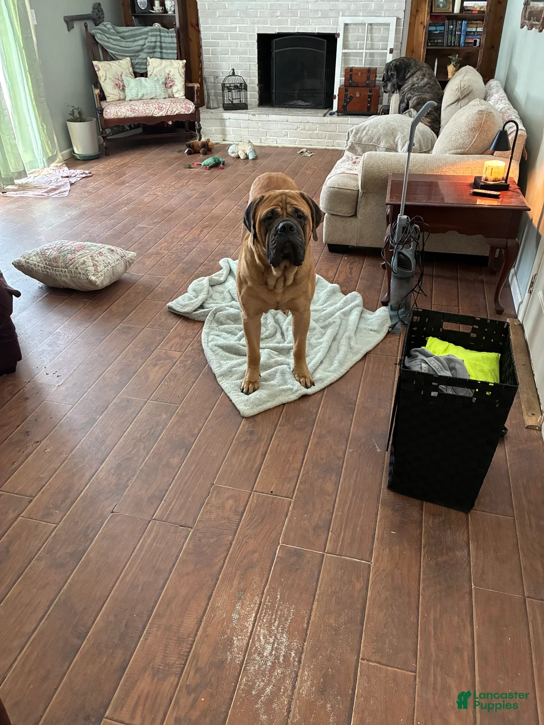 English Mastiff dogs for sale: English Mastiff Puppy 2 - Ad 8