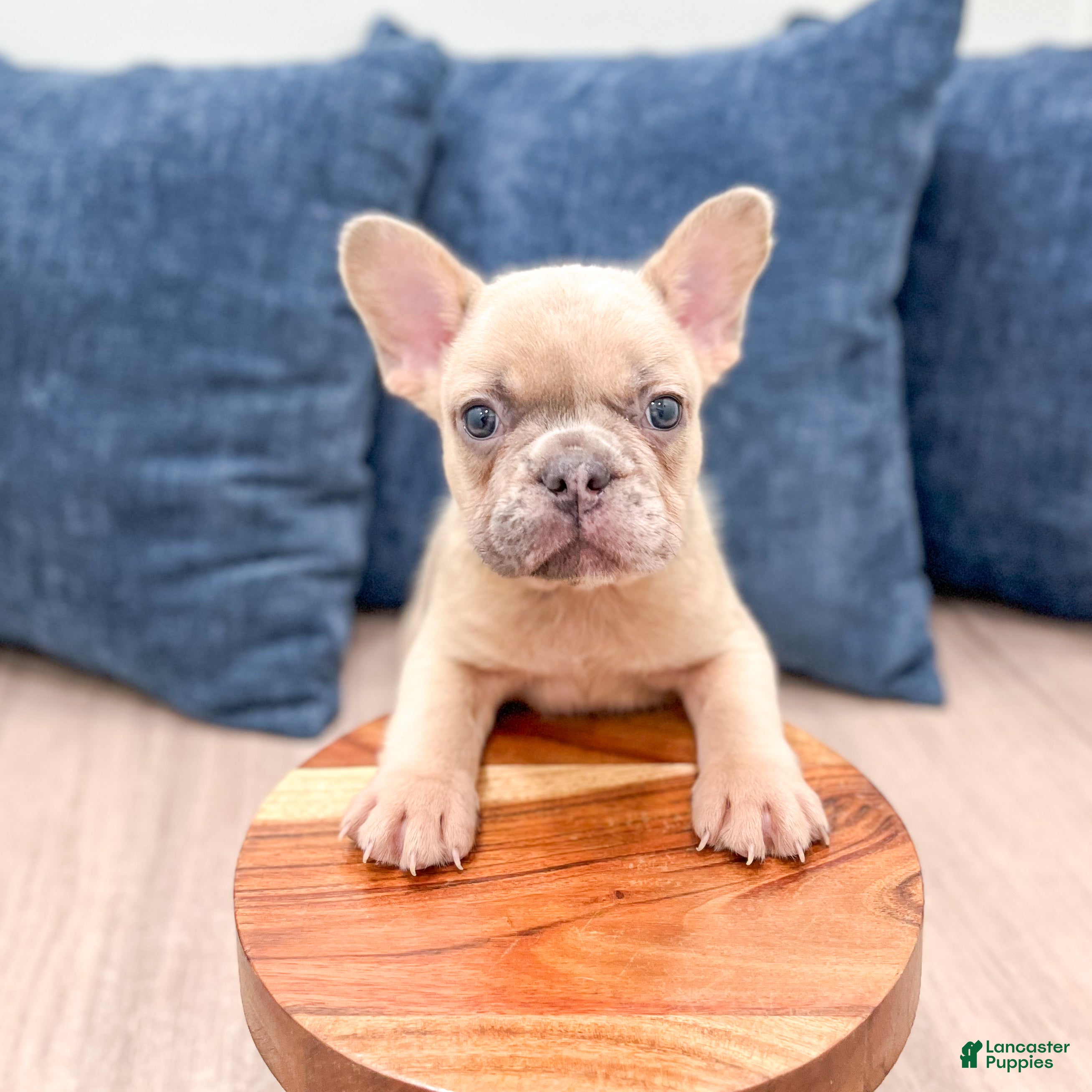 French Bulldog dogs Max - Ad 2