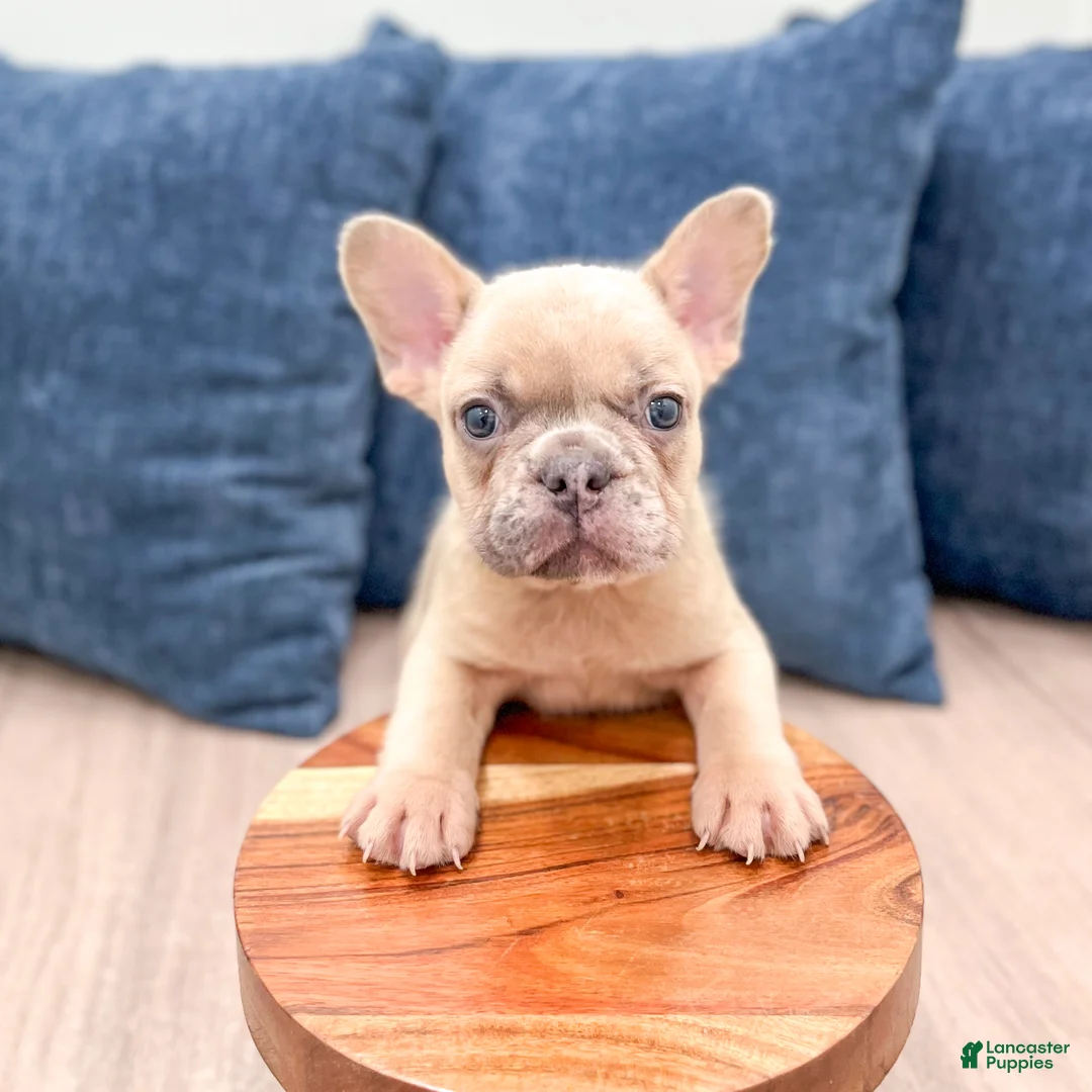 French Bulldog dogs for sale: Max - Ad 2