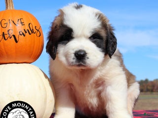 Saint Bernard dogs - Ad 4