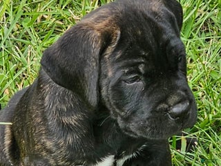 Cane Corso dogs - Ad 35