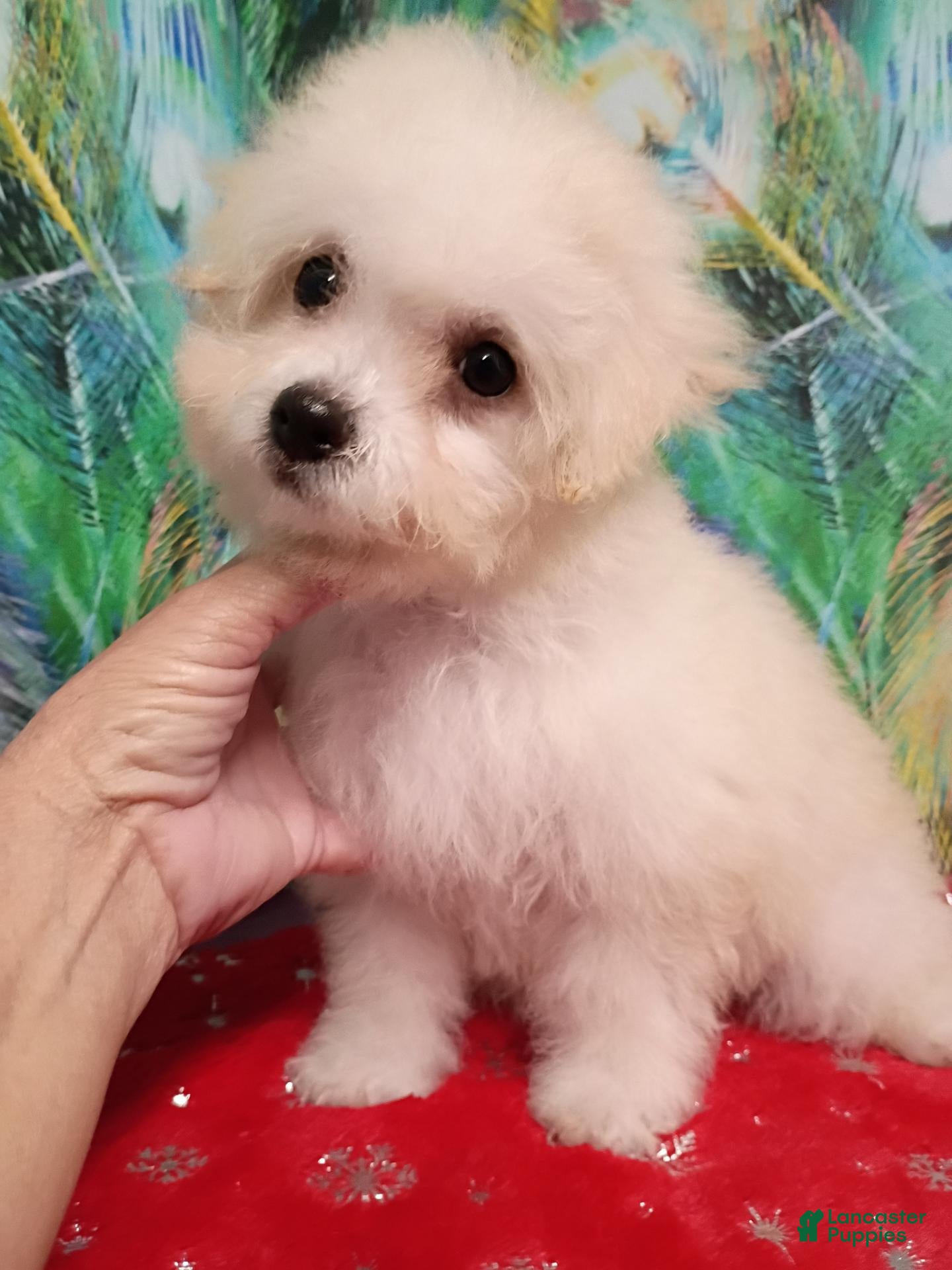 Bichon Frise dogs Snow  - Ad 1