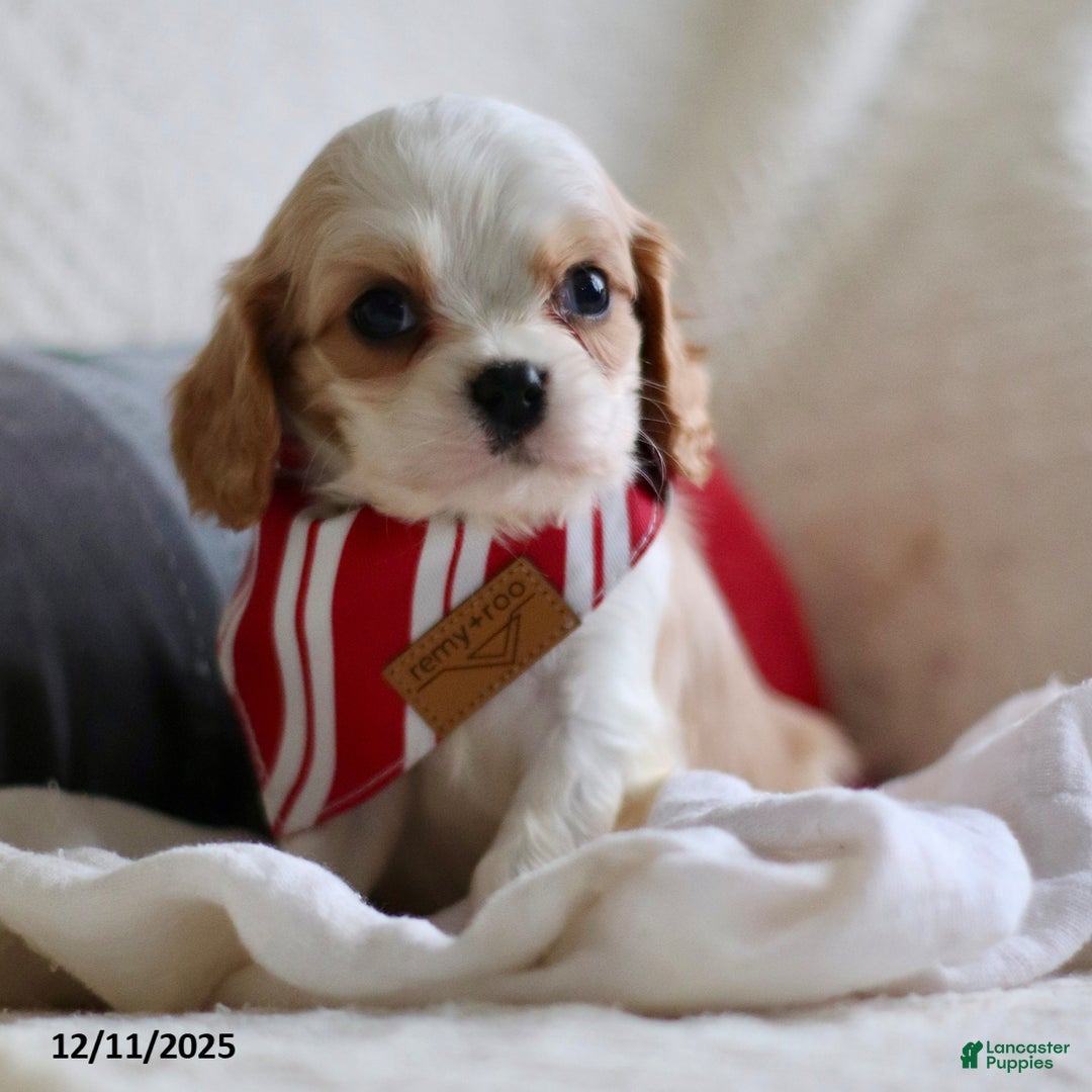Cavalier King Charles Spaniel dogs for sale: Lennox - Ad 4