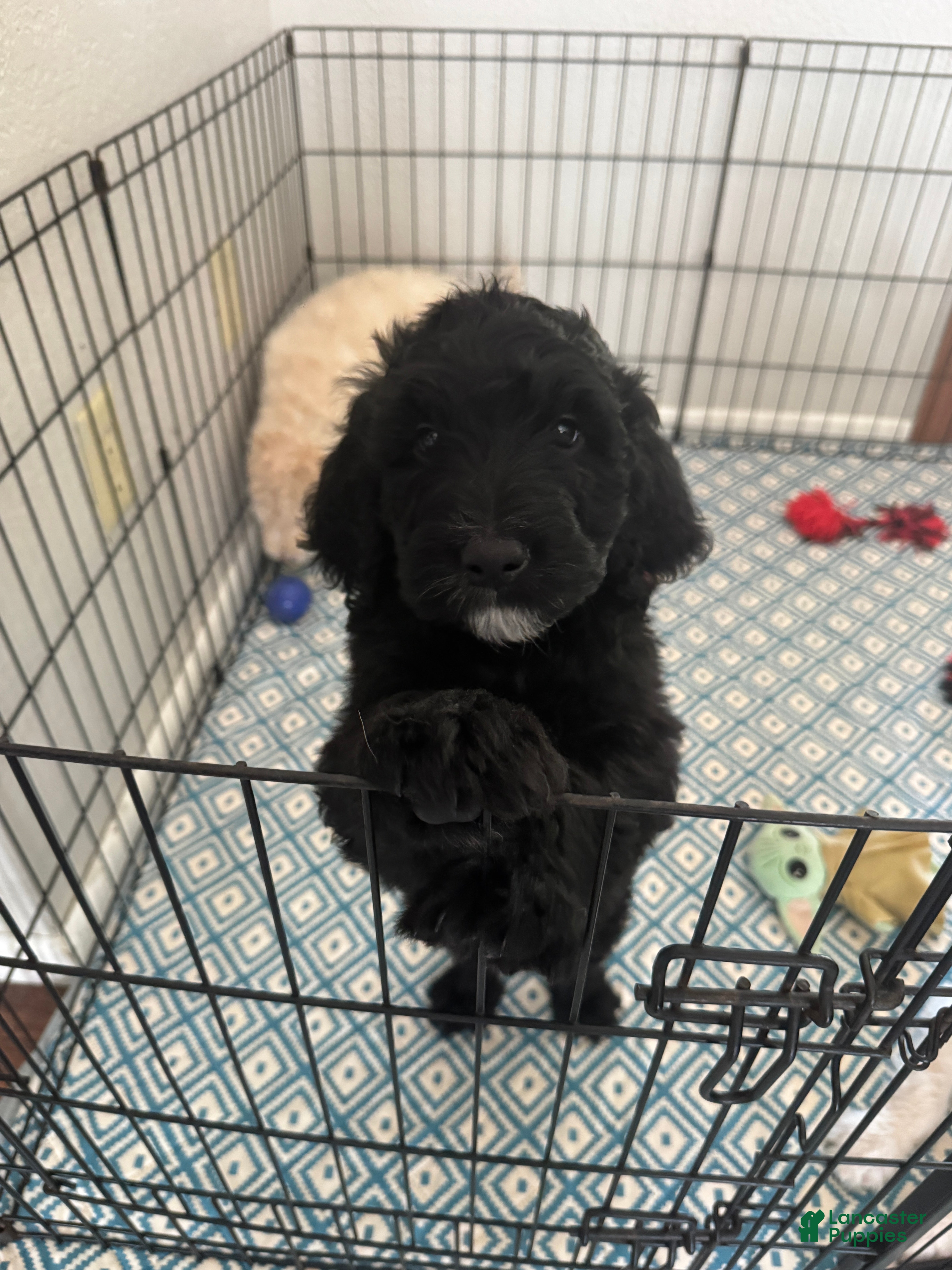 Labradoodle dogs Labradoodle Puppy 4 - Ad 13