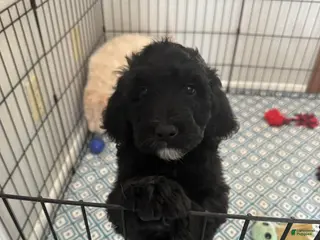 Labradoodle dogs Labradoodle Puppy 4 - Ad 13