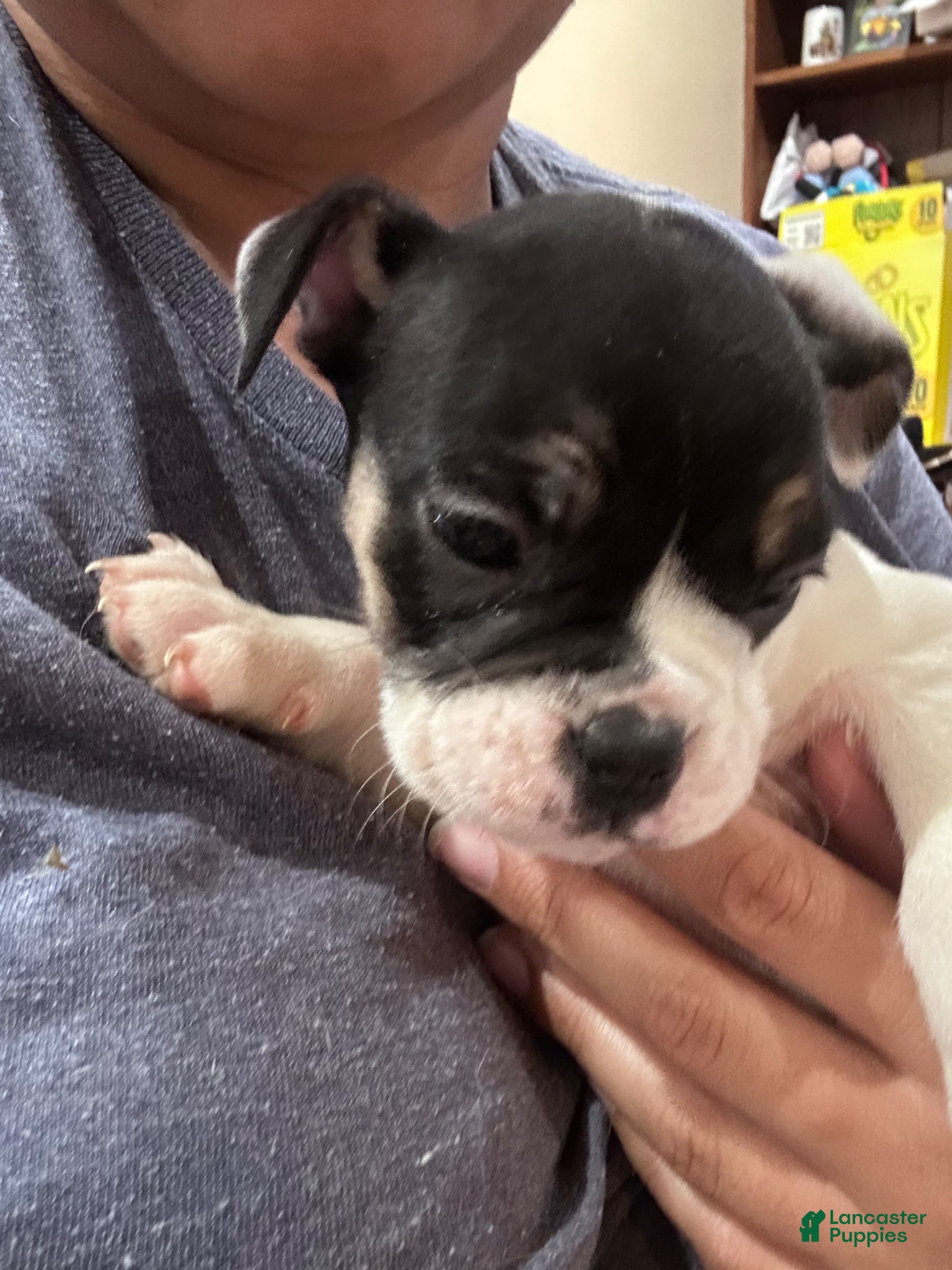 Mixed Breed dogs English Bulldog Puppy 8 - Ad 15