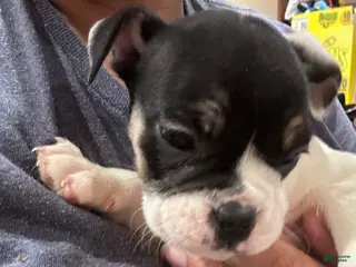 Mixed Breed dogs English Bulldog Puppy 8 - Ad 15