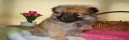 Pomeranian dogs for sale: Pomeranian Puppy 2 Beauty - Ad 2
