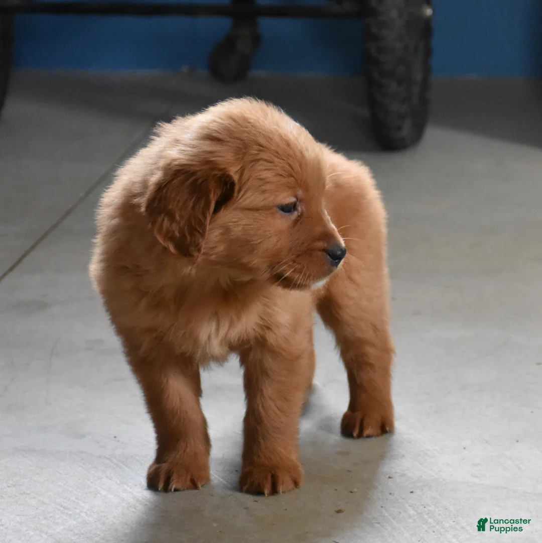 Golden Retriever dogs for sale: Sydney   Genetic/OFA - Ad 4