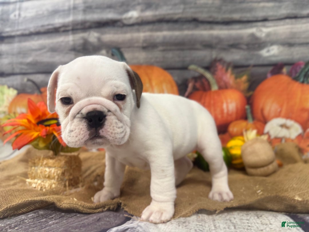 English Bulldog dogs for sale: Mayo - Ad 12