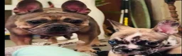 French Bulldog dogs for sale: French Bulldog 2 - Ad 4