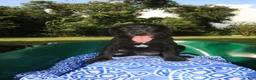 Mixed Breed dogs for sale: Onyx - Ad 3