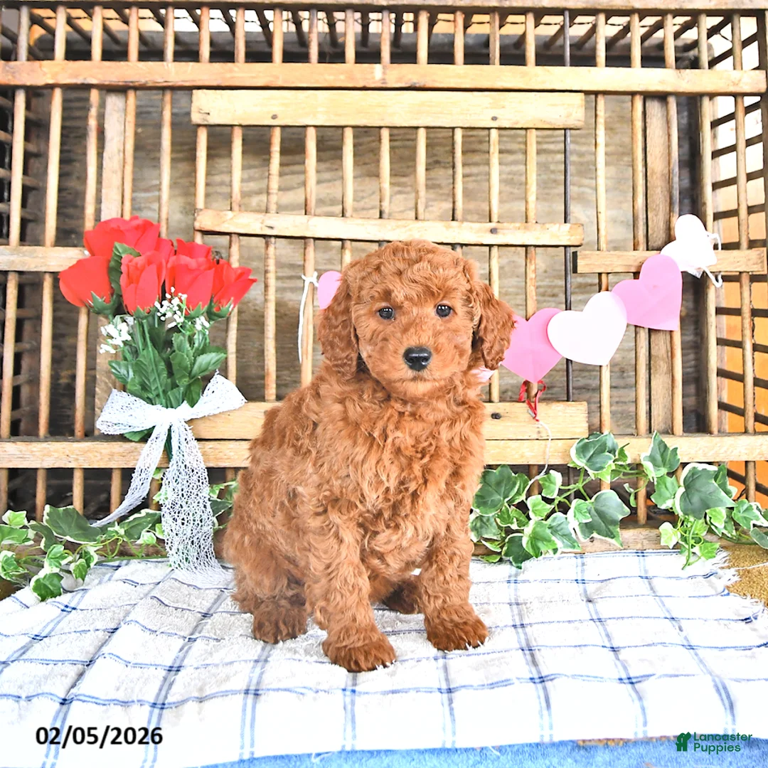 Mini Goldendoodle dogs for sale: Sparky - Ad 2