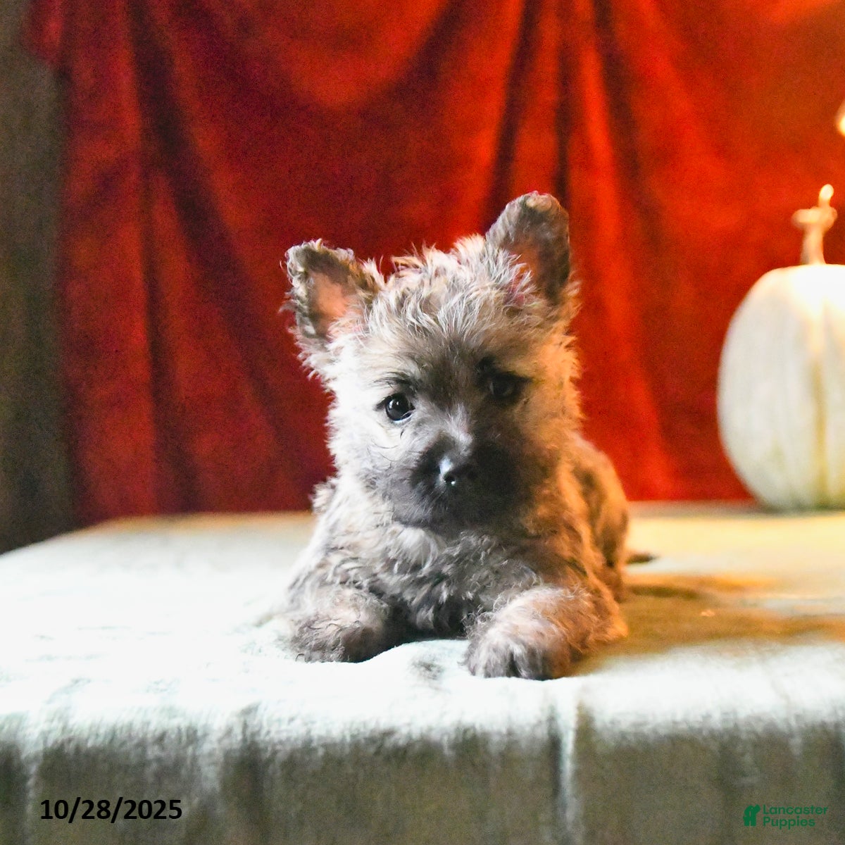 Cairn Terrier Puppies for sale in Indiana Lancaster Puppies