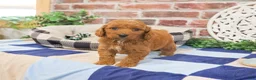 Cavapoo dogs for sale: Donut - Ad 4