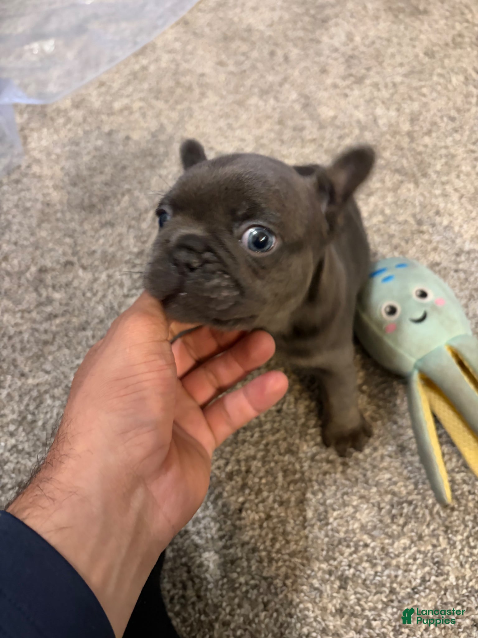 French Bulldog dogs French Bulldog Puppy 2 - Ad 11