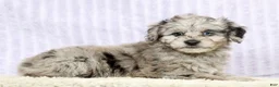 Mini Aussiedoodle dogs for sale: Molly - Ad 7