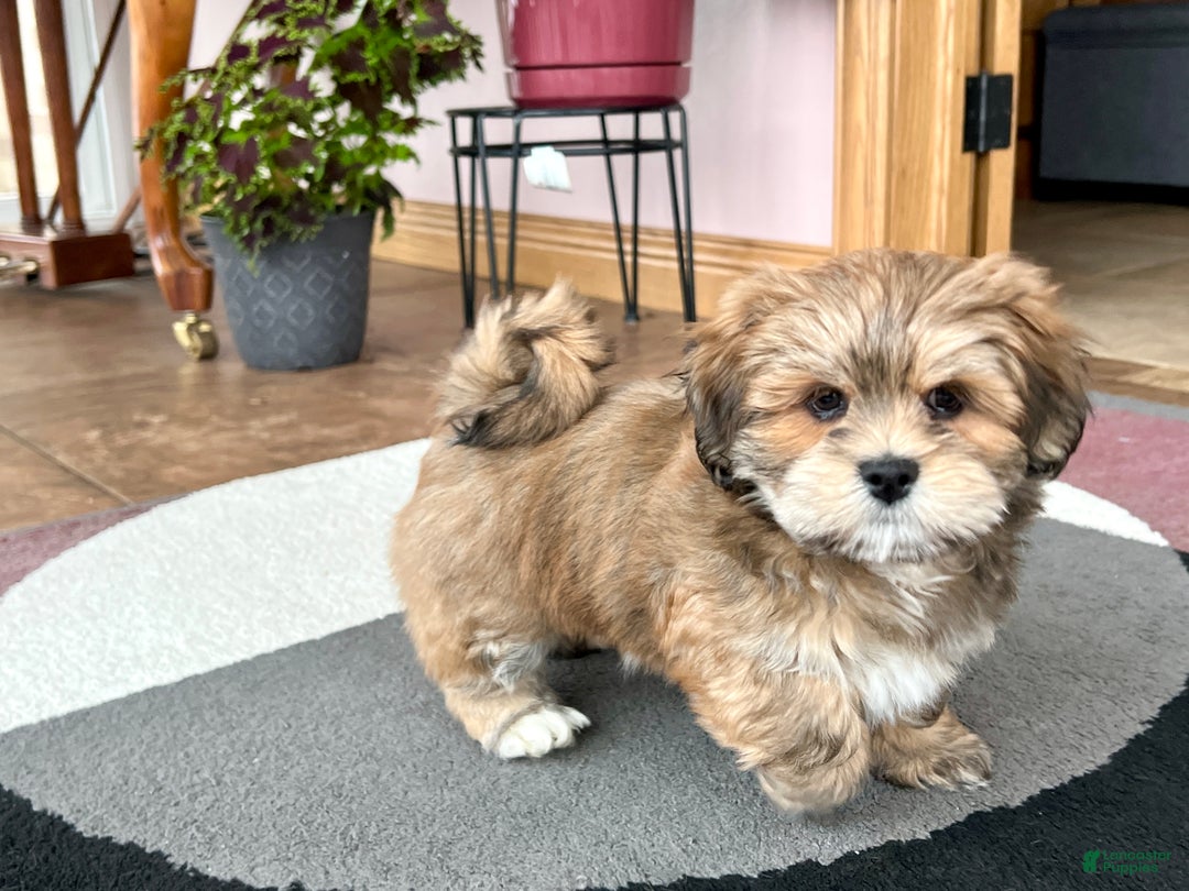 Lhasa Apso dogs for sale: Teddy - Ad 6