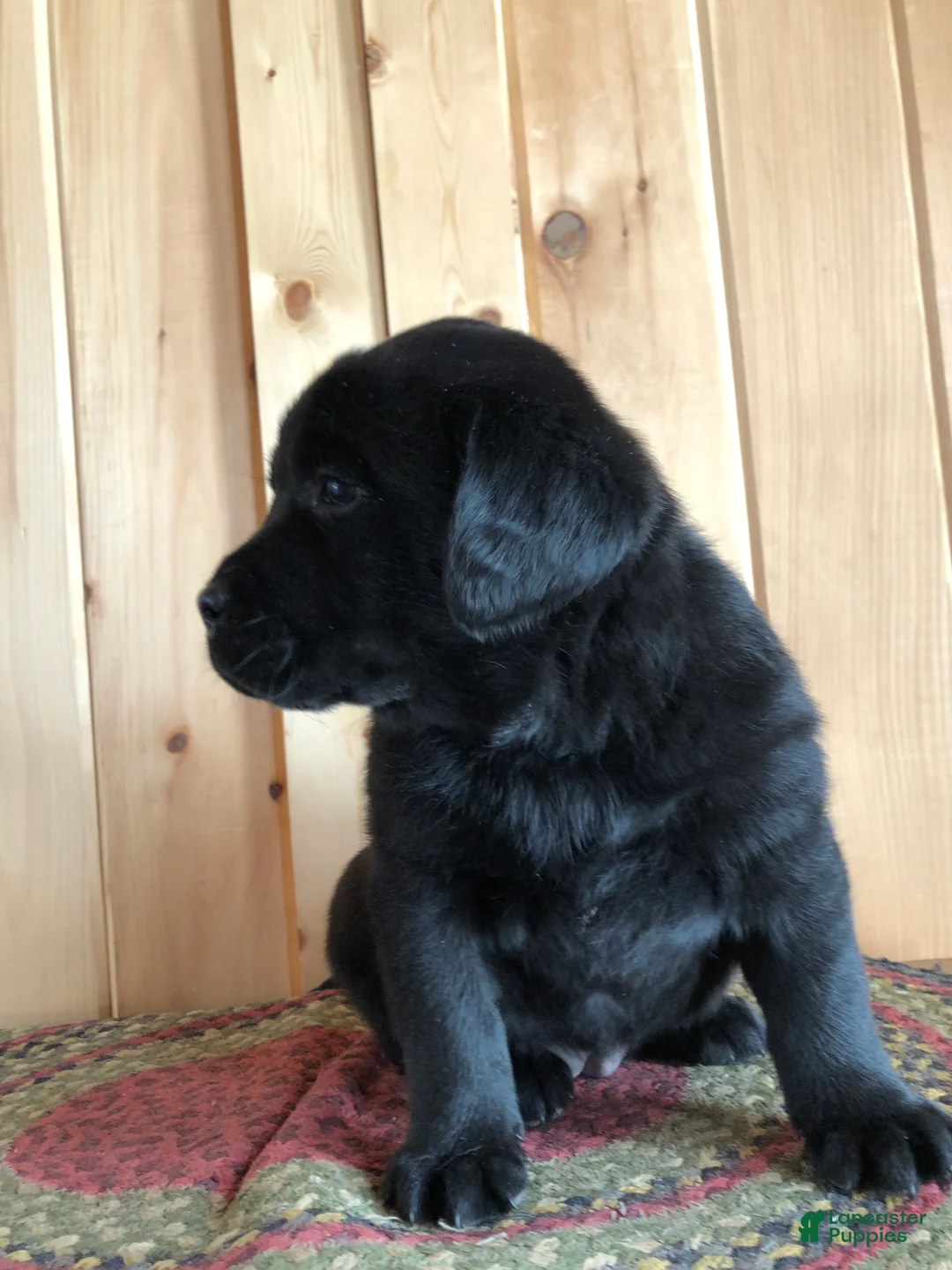 Labrador Retriever dogs for sale: Poppy - Ad 4