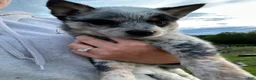 Australian Cattle Dog dogs for sale: Monica  - Ad 5