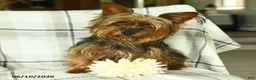 Yorkshire Terrier dogs for sale: Victor - Ad 6