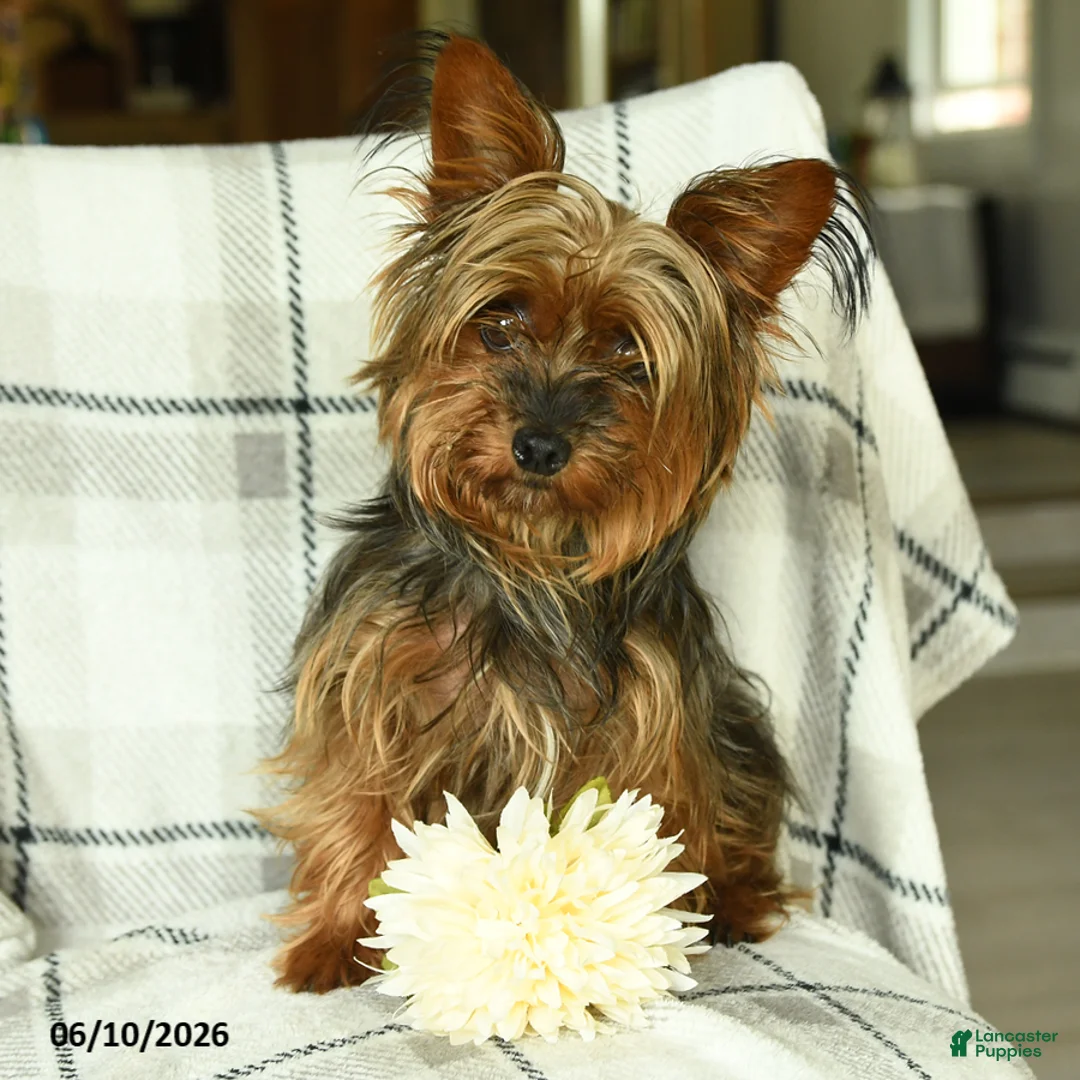 Yorkshire Terrier dogs for sale: Victor - Ad 6