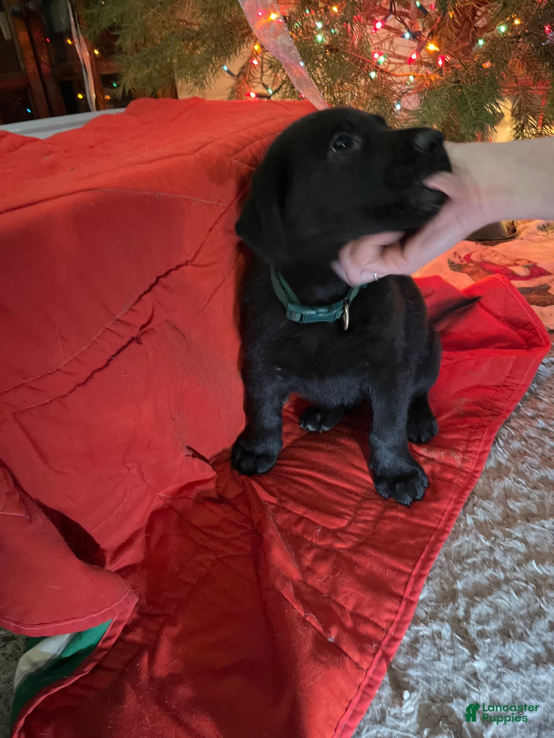 Mixed Breed dogs for sale: Mixed Breed Puppy 4 - Ad 1