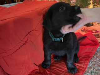 Mixed Breed dogs Mixed Breed Puppy 4 - Ad 3