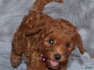 Mini Goldendoodle dogs - Ad 6