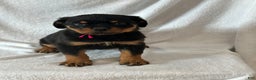 Rottweiler dogs for sale: Rottweiler Puppy 1 - Ad 4