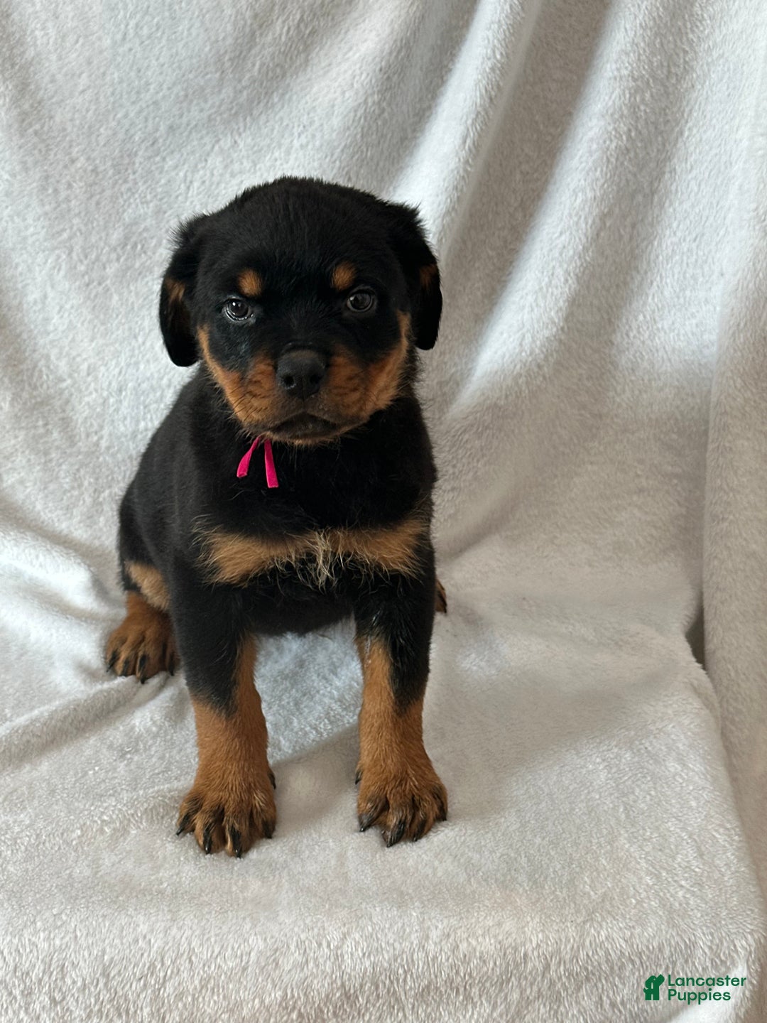 Rottweiler dogs for sale: Rottweiler Puppy 1 - Ad 4
