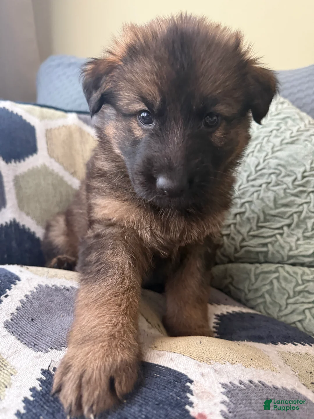 German Shepherd dogs for sale: German Shepherd Puppy 10-Orange - Ad 25