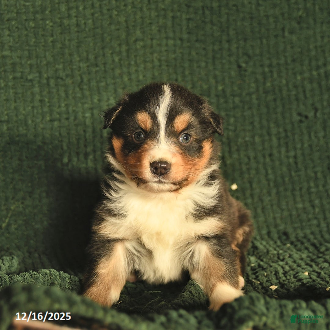 Australian Shepherd dogs for sale: Gray  - Ad 3