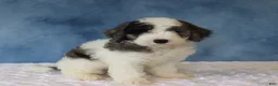 Mixed Breed dogs for sale: Finley - Ad 5