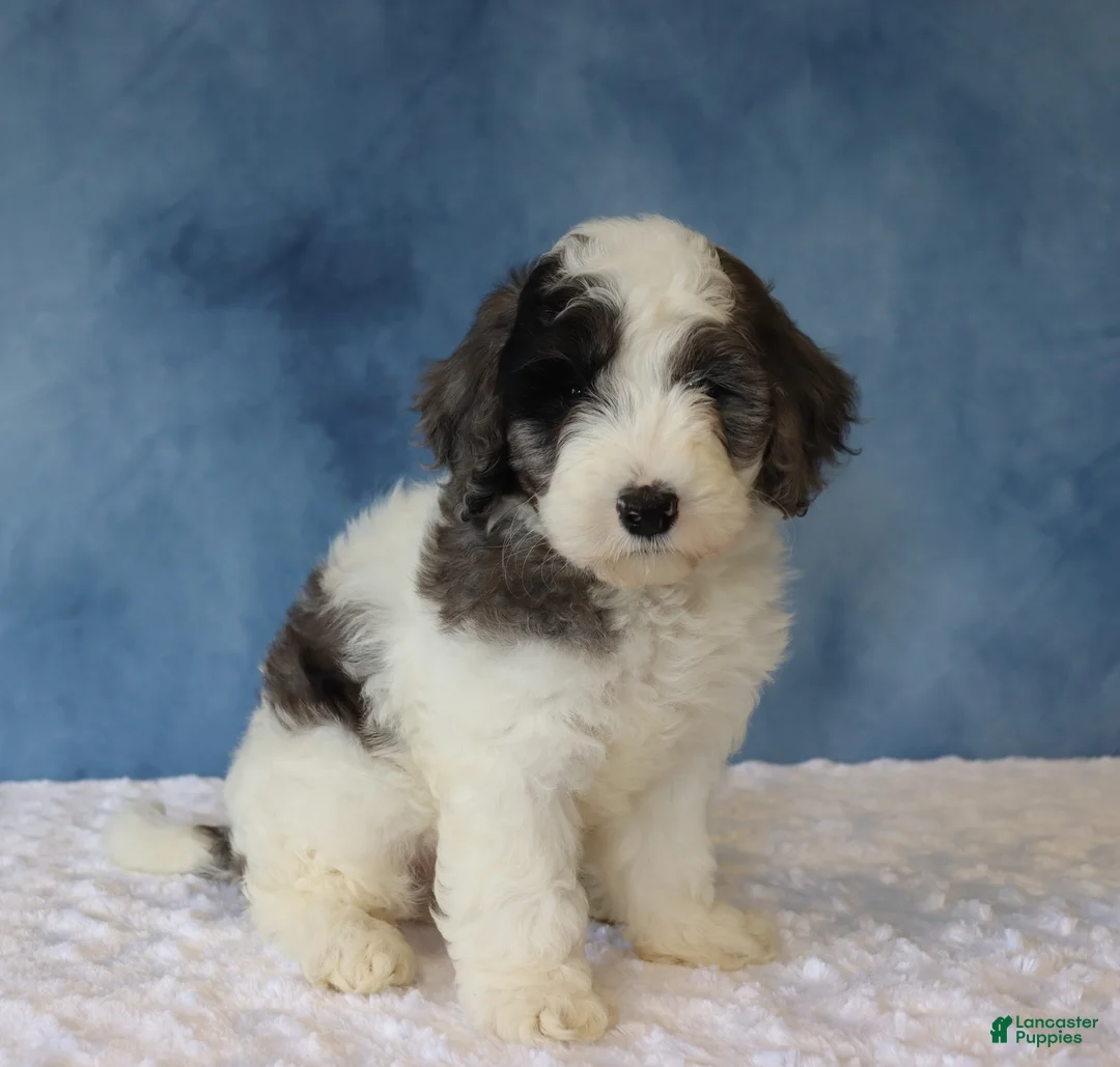 Mixed Breed dogs for sale: Finley - Ad 5