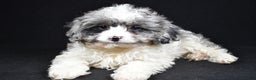 Cavapoo dogs for sale: Adele - Ad 5