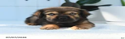 Mini Hippo dogs for sale: Max - Ad 3