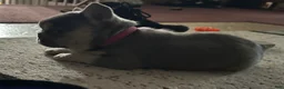 French Bulldog dogs for sale: Dolce  - Ad 8