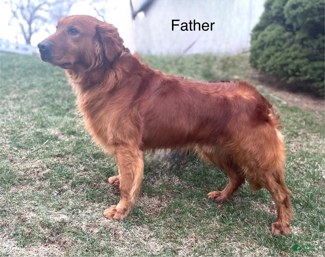 Golden Retriever dogs for sale: Charlie - Ad 7