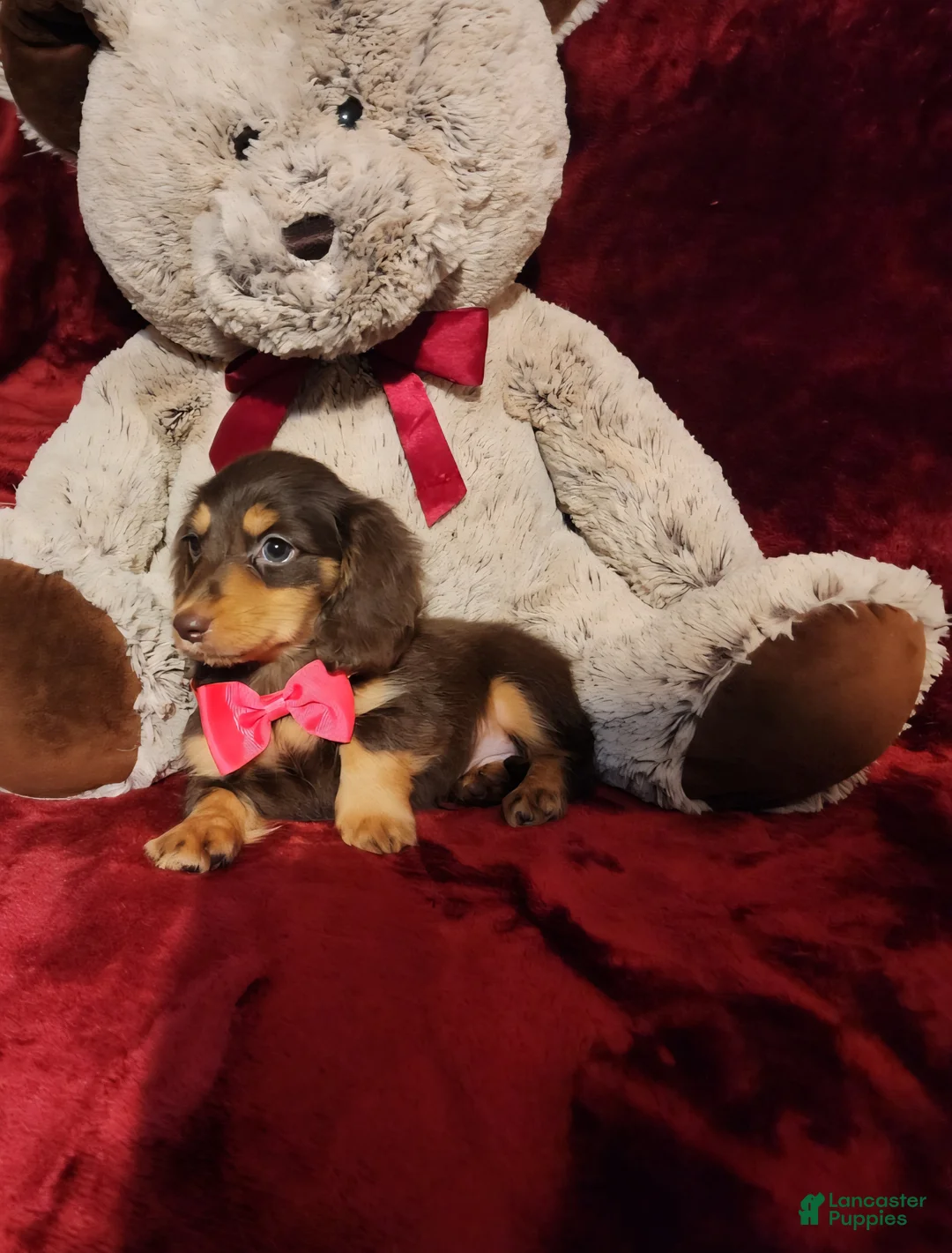 Miniature Dachshund dogs for sale: PUDDIN - Ad 10