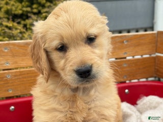 Golden Retriever dogs Huggie - Ad 32