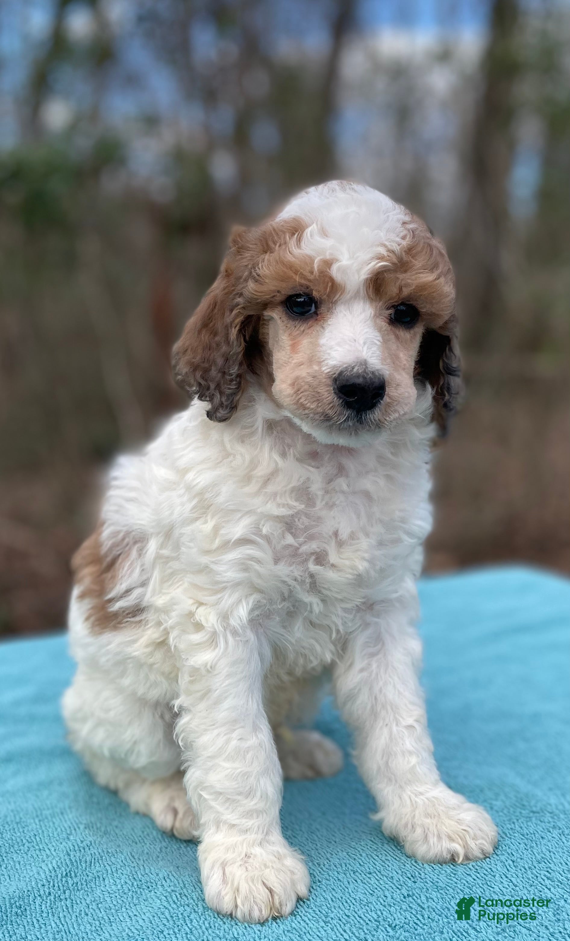 Standard Poodle dogs Manny - Ad 1