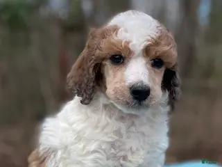 Standard Poodle dogs Manny - Ad 1