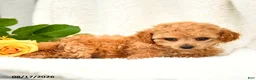 Toy Poodle dogs for sale: Tricia - Ad 3