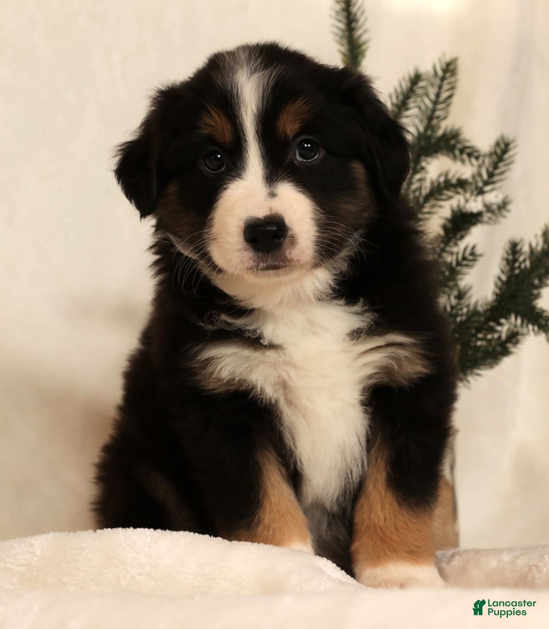 Miniature Australian Shepherd dogs for sale: Tracy - Ad 2